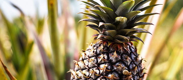 Pineapple